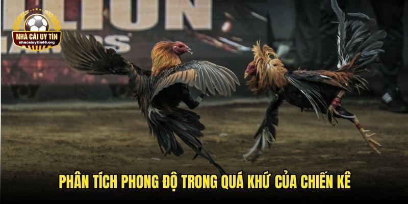 Nghiên cứu phong độ chọi trước đó của từng chiến kê