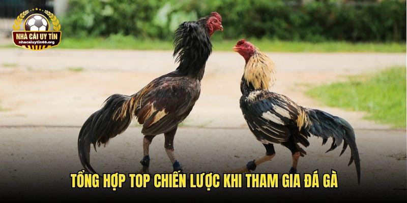 Tổng hợp top kỹ thuật chơi đá gà được chuyên gia khuyên dùng